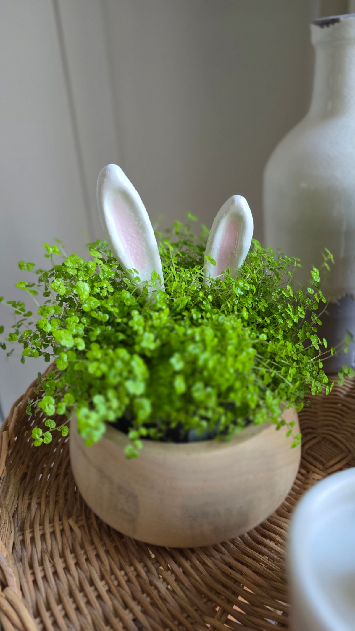 Oreilles de lapin